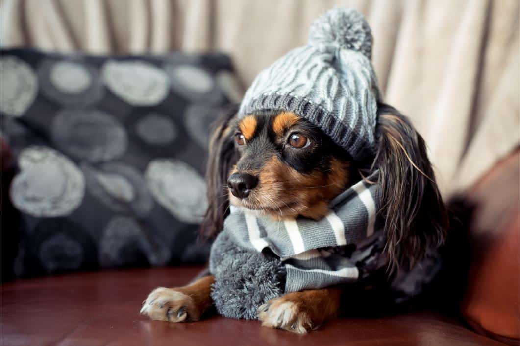 How To Keep Your Pet Safe This Winter