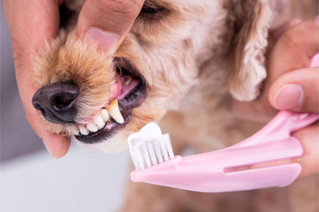 How To Brush Your Dog’s Teeth