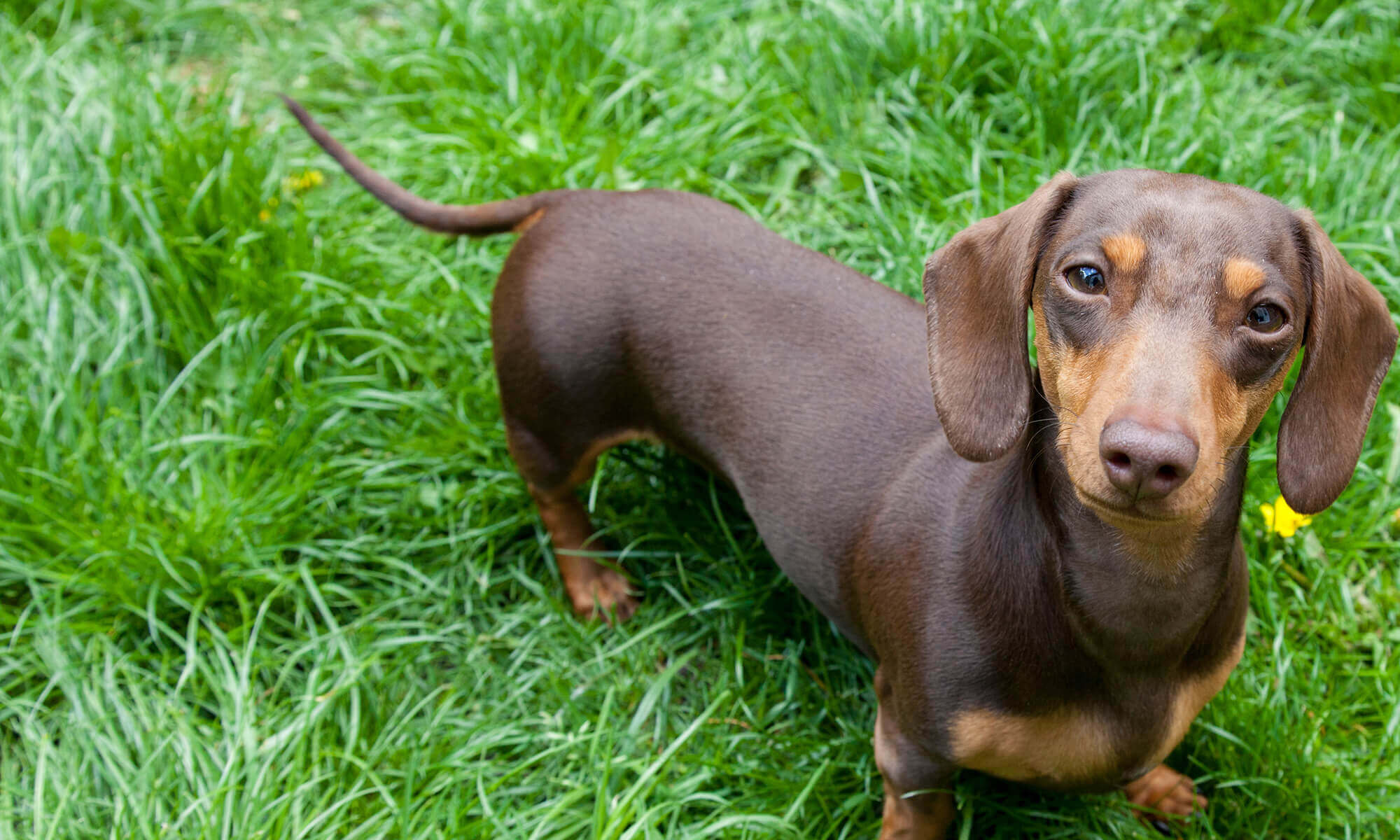 A dachshund