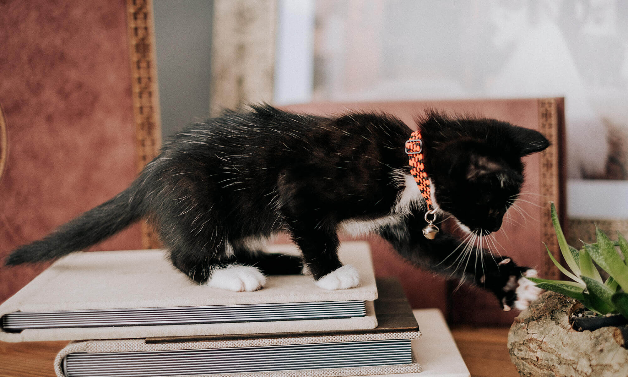 A kitten playing