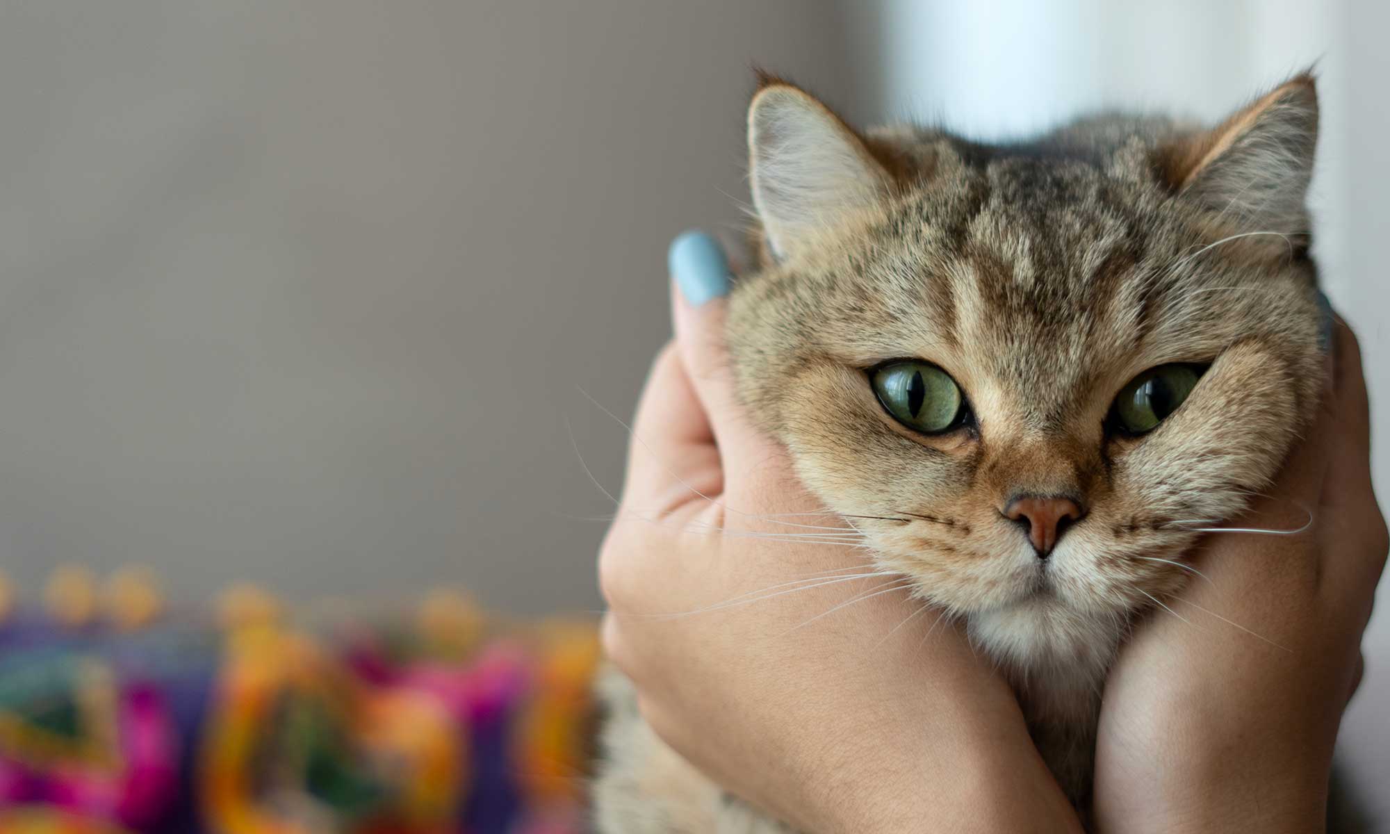 A cat being examined