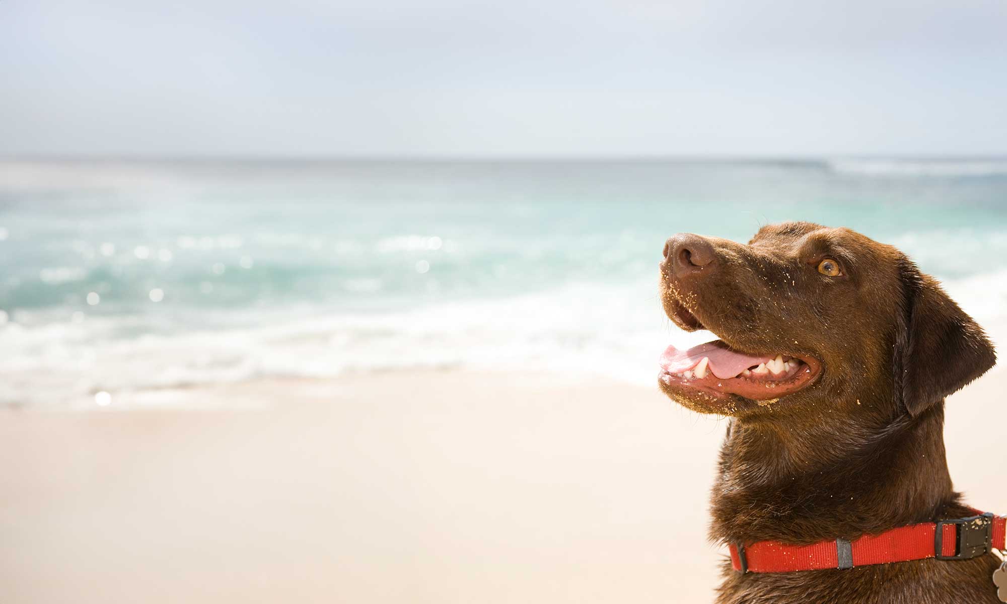 A dog on the beach