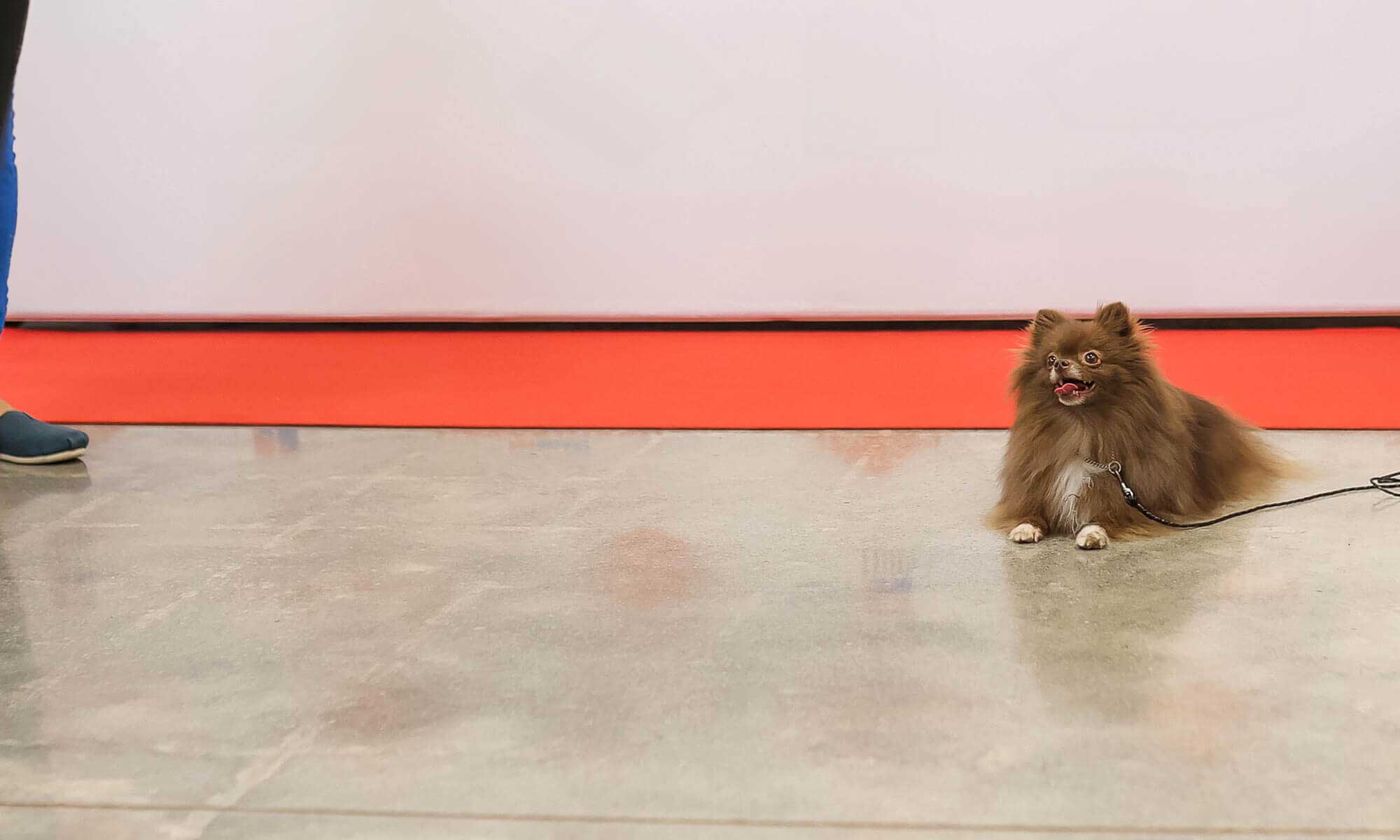 A pomeranian at our grand opening